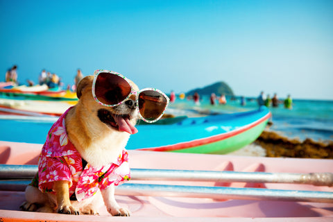 surfing dog with sunglasses