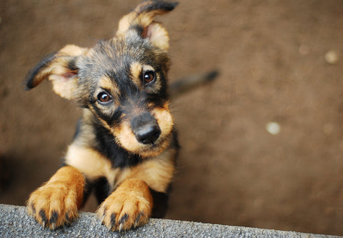 homeless puppy is sad and wants a forever home