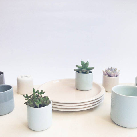 ceramic cups with mini succulents and plants