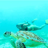 bikini model swimming with turtles on vacation