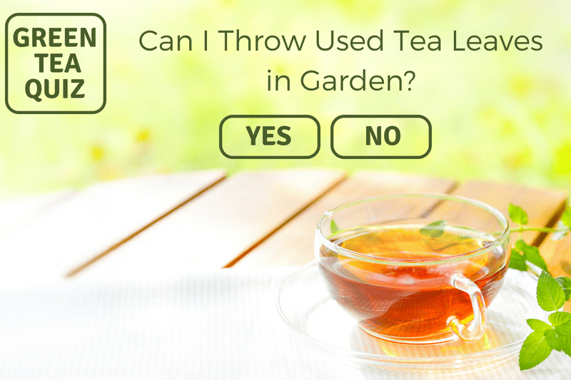 CAN I THROW USED GREEN TEA LEAVES IN GARDEN?