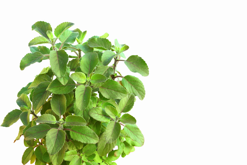 Tulsi is a common and favorite plant in India and is delicious when combined with Japanese green tea