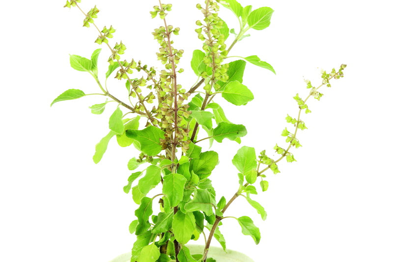 Tulsi is a common plant in India and pairs well with Japanese green tea