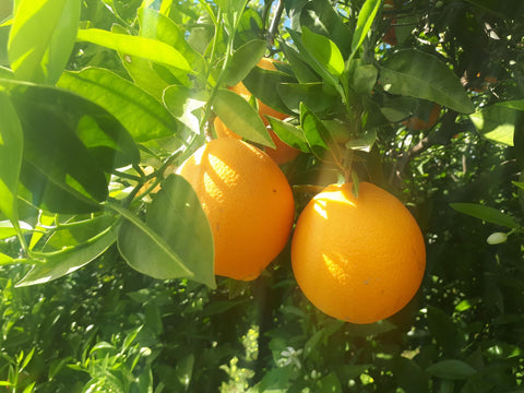 Campos de Naranjas
