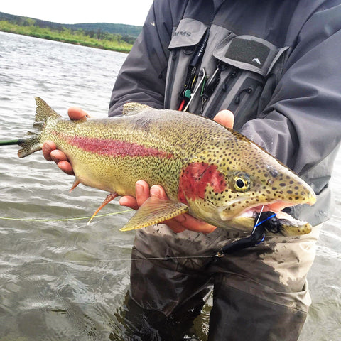 Leopard rainbow trout is in September