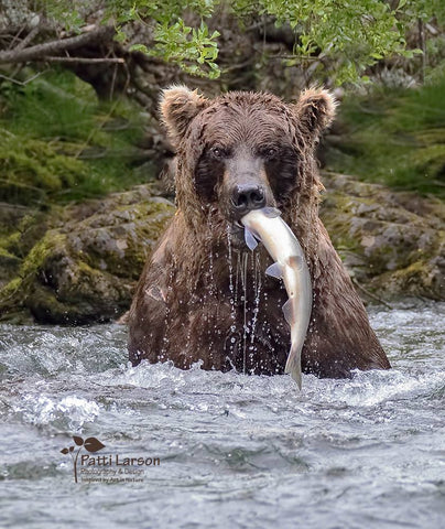 Katmai Bear Photography by Patti Larson