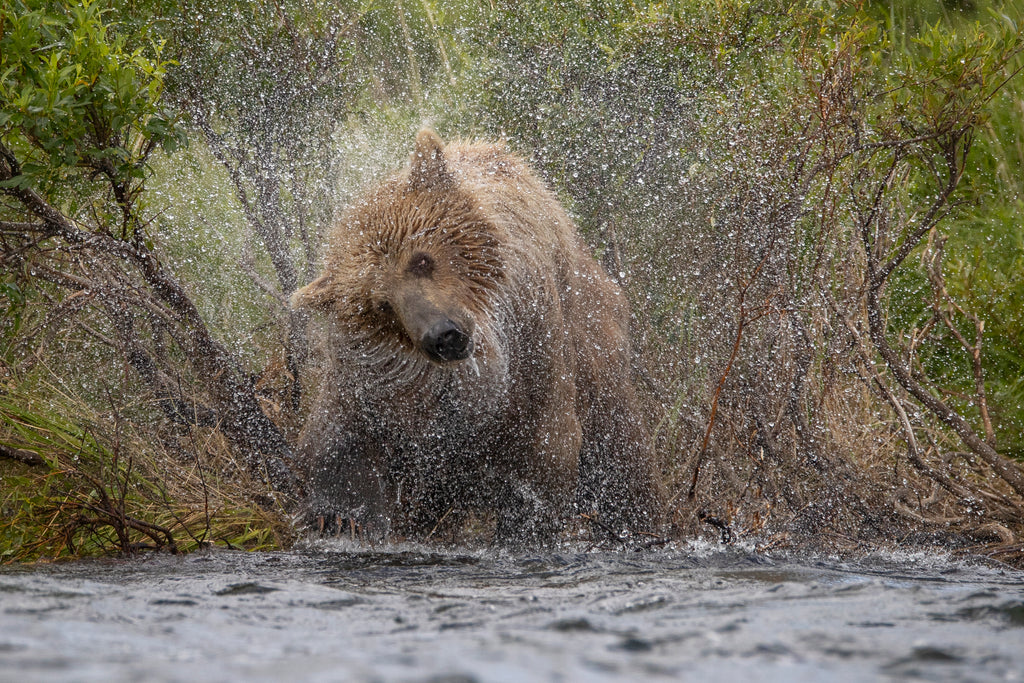 Best Brown Bear Viewing Photography Lodge In Alaska