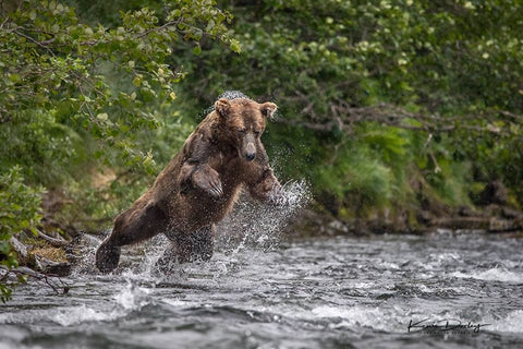 Acrobatic bear fishing for salmon.