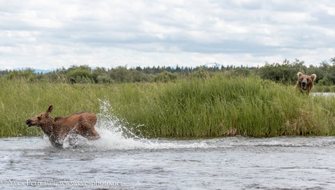 Yves Perrault captures moose narrowly escaping a bear.