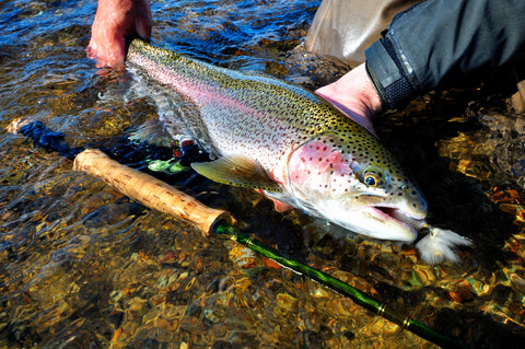 Trout on Fly with Rod in Water