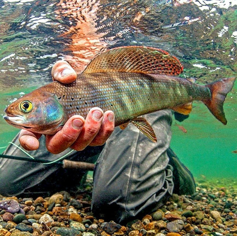 grayling a colorful fish