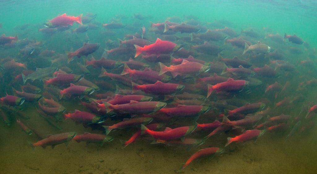 Bristol Bay - Massive salmon runs make for the best fly fishing in the world!