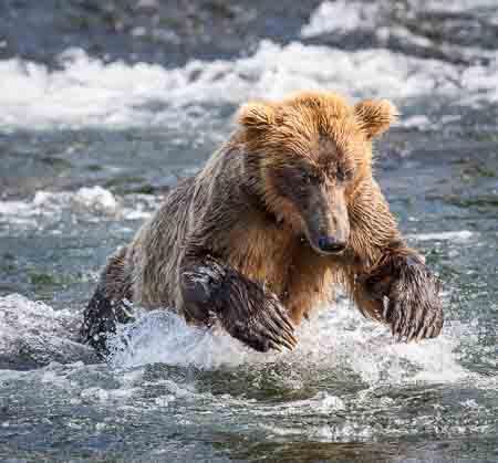 Brown Bear Pounces on a Salmon