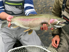 Showing rainbow trout catch off