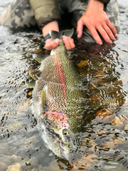Rainbow Trout Catch & Release