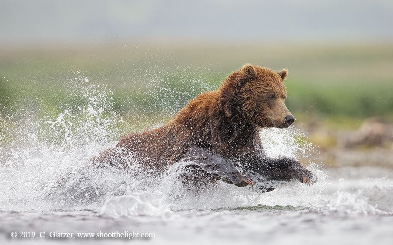Charles Glatzer to hold 2020 Alaskan bear and salmon photography workshops at ATA Lodge