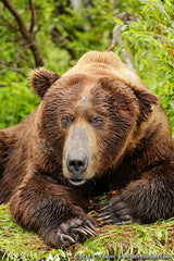 Alaskan Teddybear - Katmai