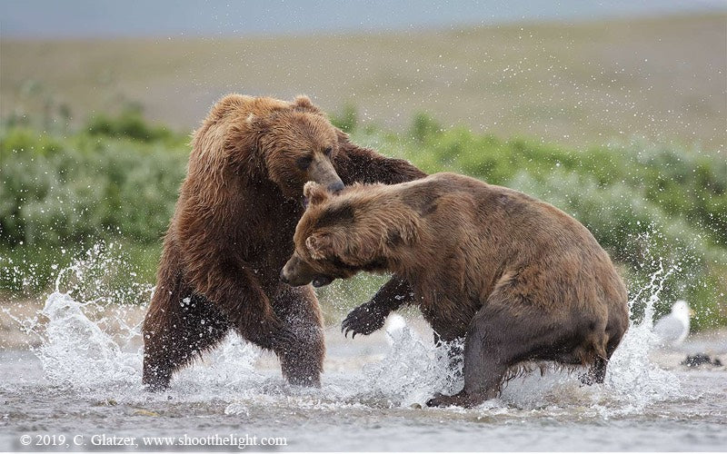 Alaskan Bears Fighting by Charles Glatzer