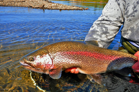 Best Time of Year to Catch Rainbows?