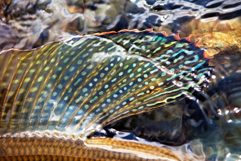 Colors Displayed on Arctic Grayling