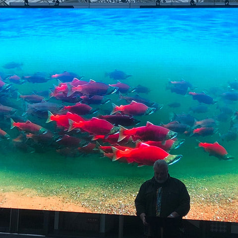 Sea of Red Salmon at ATA Lodge