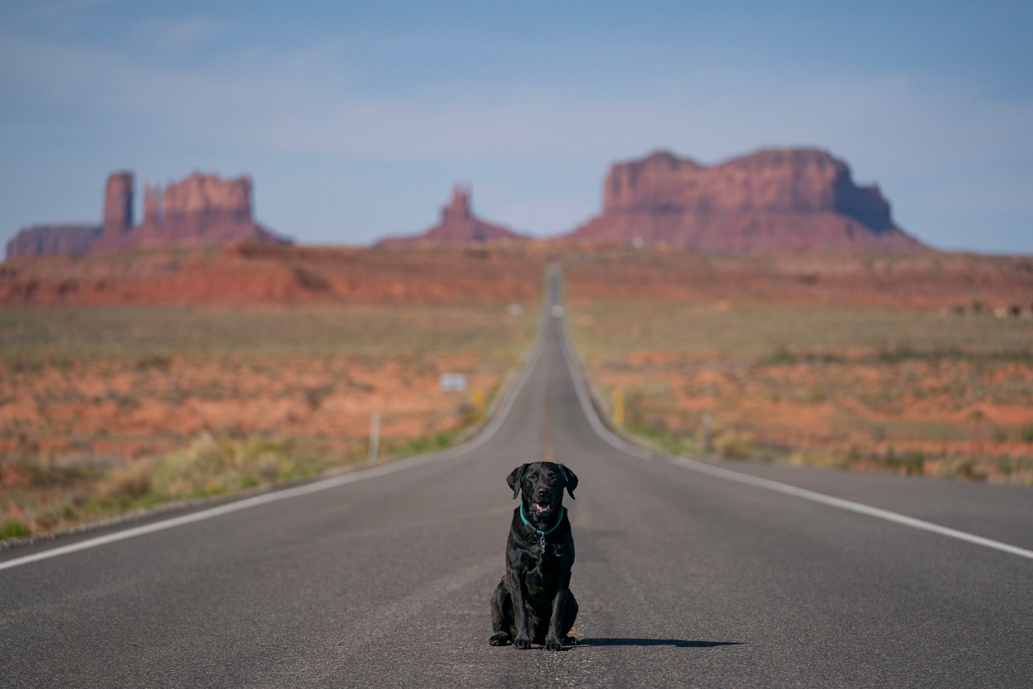 Dog visiting a National Park- Atlas Pet Company Road Trip with Dogs