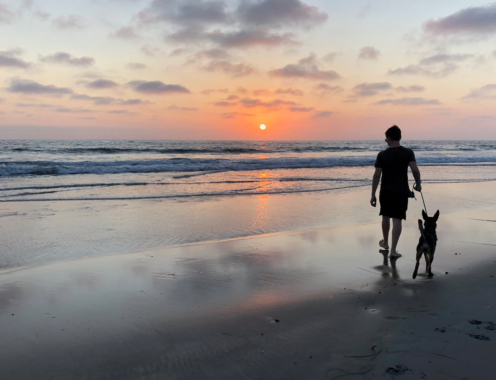 Tips for tiring out your pup: go to the beach