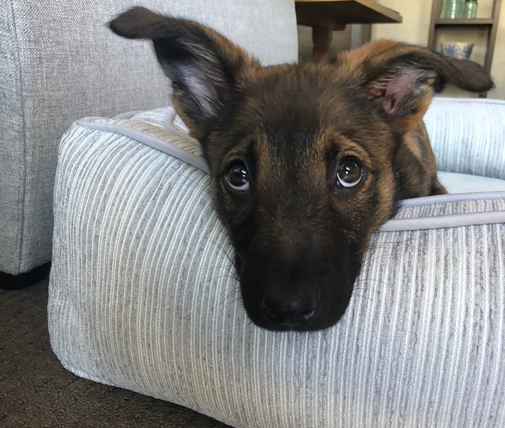 Tiring out a puppy who hasn't had all of their vaccines