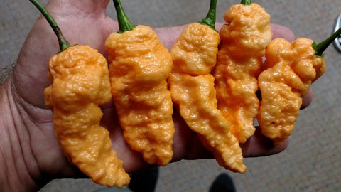 Peach Bhut Jolokia WM