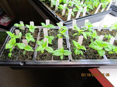 half of a small tray of pepper seedlings
