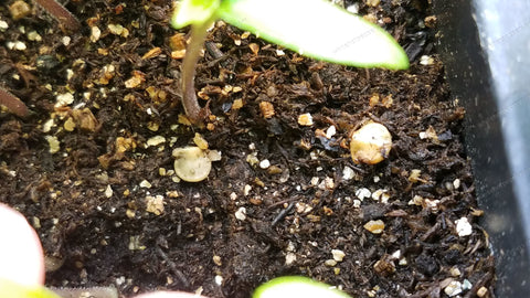 Pepper seedling helmet heads fall off by themselves.