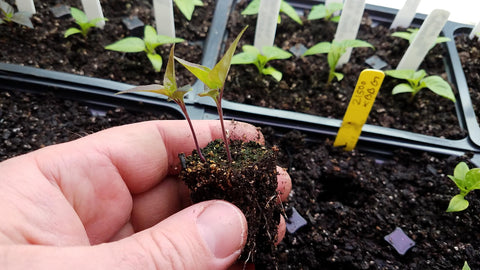 Separating pepper seedlings for planting into bigger containers.