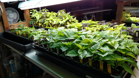 pepper plants under lights