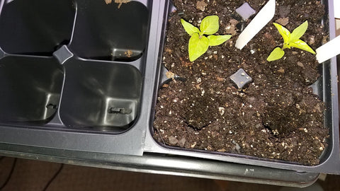 Cells with hole in soil ready for superhot pepper seedlings.