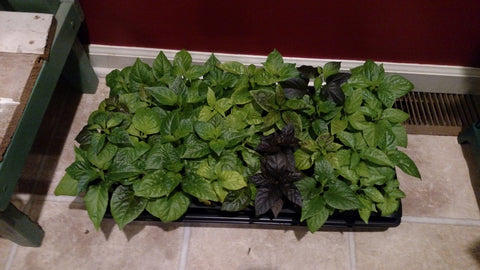 another tray of pepper plants