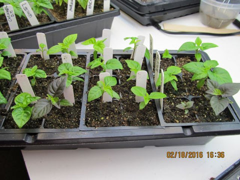 hot chili pepper seedlings