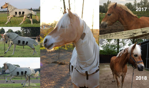 haflinger sweet itch before and after