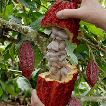 arriba nacional raw cacao pod