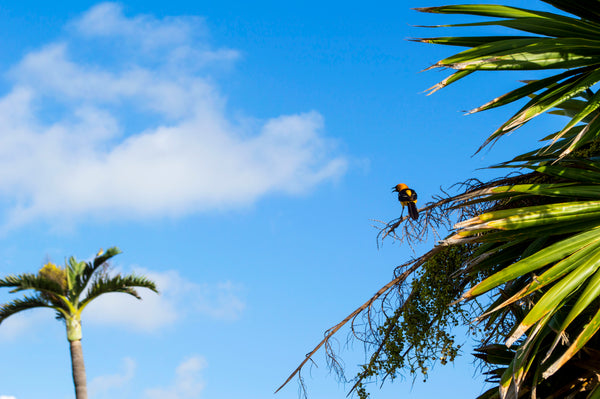 Tulum Mexico Palm Tree by Michael Dubé