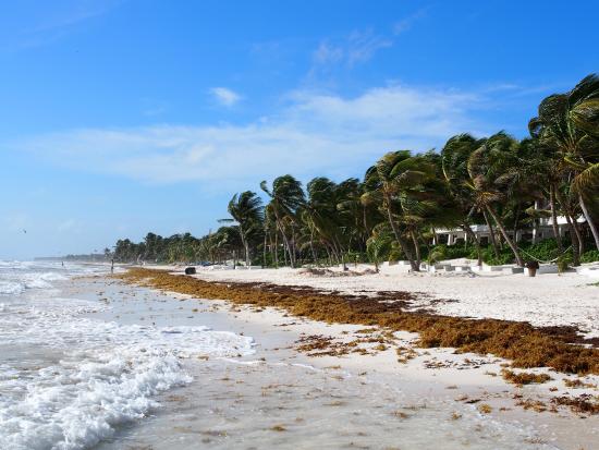 Seaweed Sargasso on Tulum beach