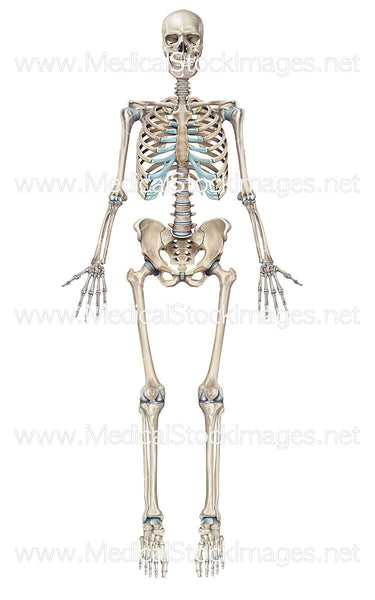 Full Human Skeleton Anterior View (Male). – Medical Stock Images Company