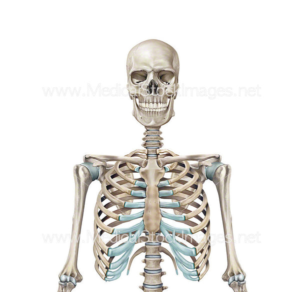 Full Human Skeleton Anterior View (Male). – Medical Stock Images Company