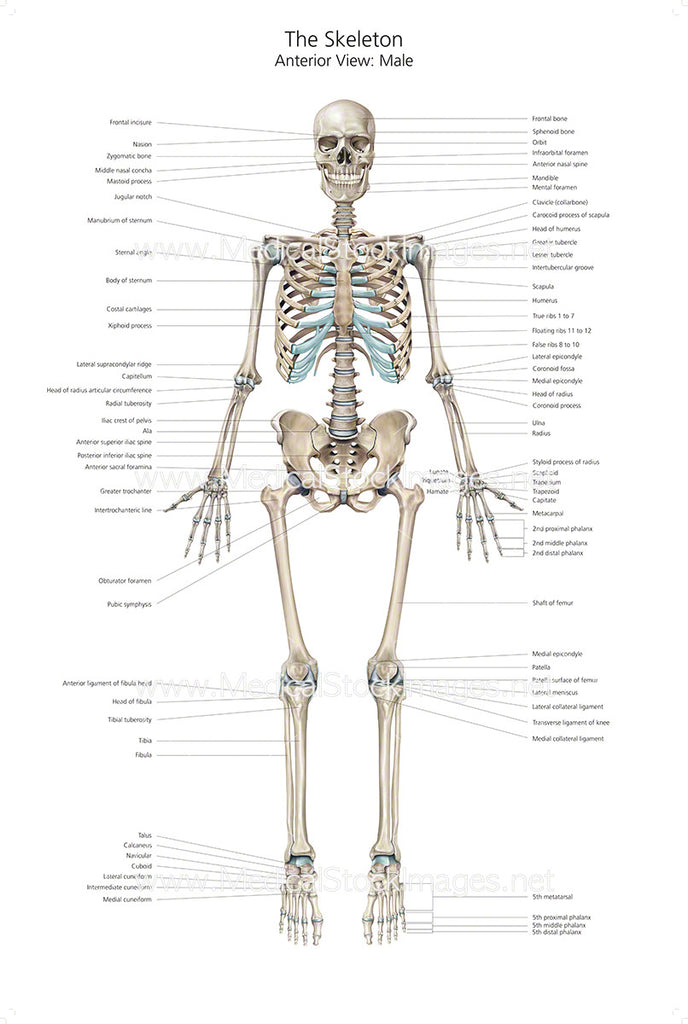 Human Skeleton No Labels - Human Anatomy