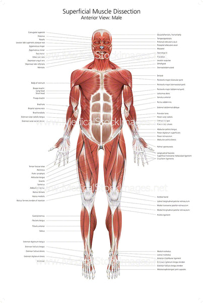 Superficial Muscle Dissection – Medical Stock Images Company