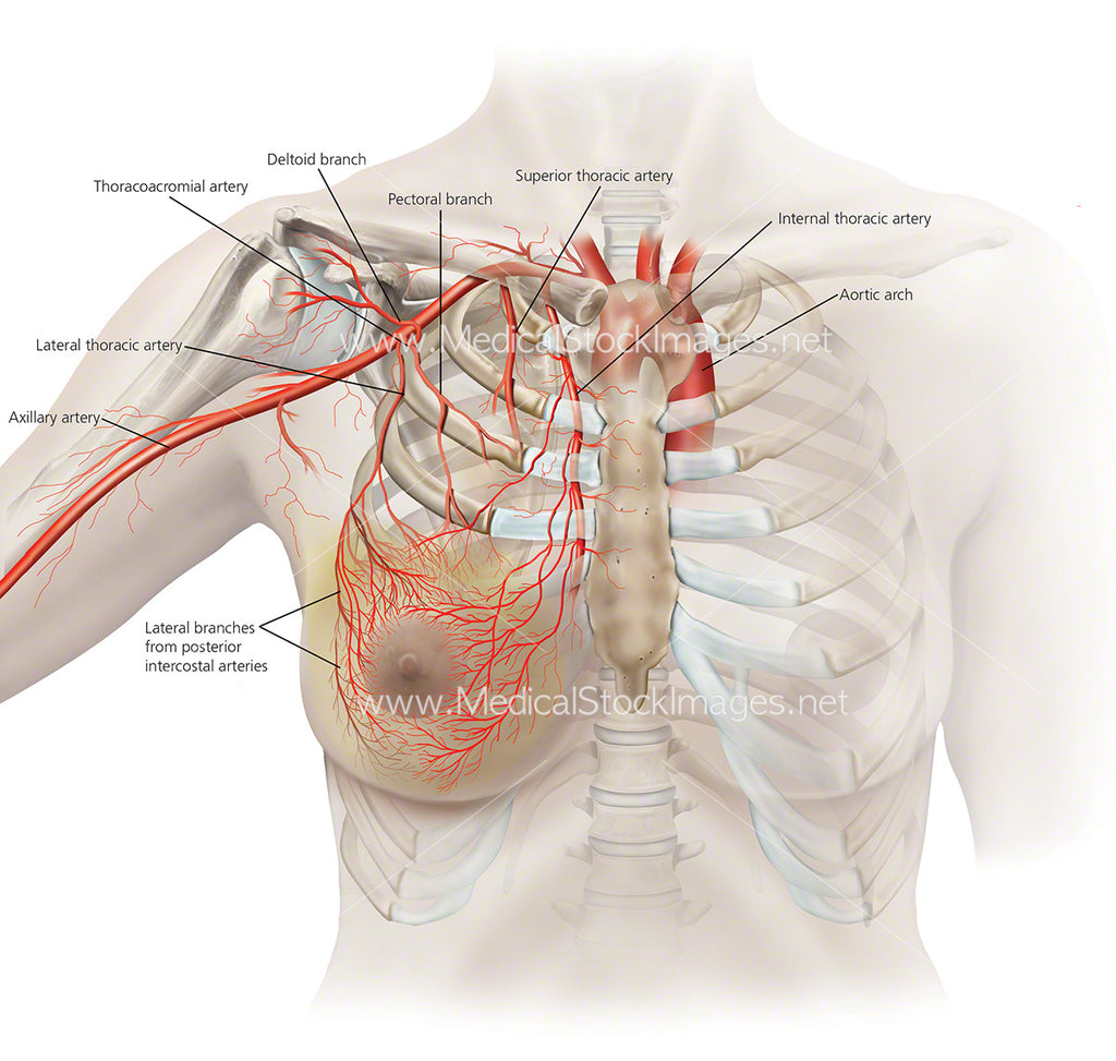 intercostal arteries