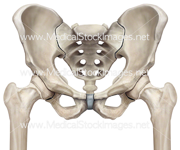 Pelvis and Femur Hip Joints – Medical Stock Images Company