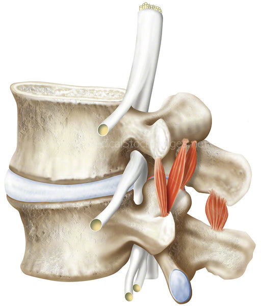 Lumbar Vertebra L4 And L5 Compressed Status White Background Medical Stock Images Company 