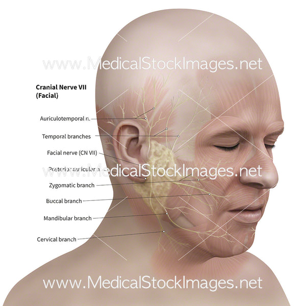 Facial Nerves - Labelled – Medical Stock Images Company