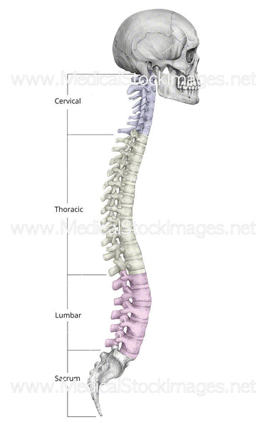 Skull and Spine with Colour-Coding - Labelled – Medical Stock Images