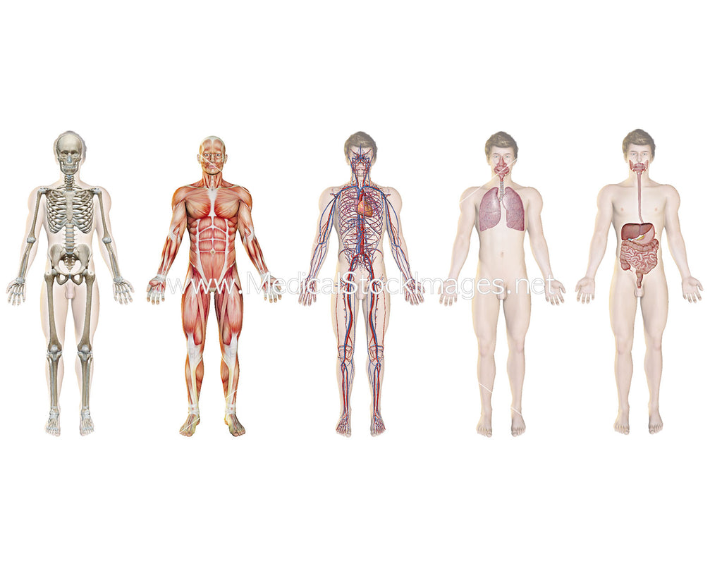 organ systems of the human body